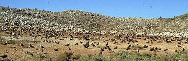 Photo of birds nesting on Isla Rasa