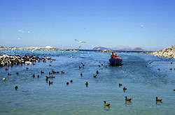 Photo of boat coming in to Isla Rasa - Brad Hollingsworth