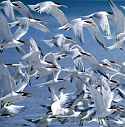 Photo of terns on Tiburon Island, Brad Hollingsworth,  © 2000 SDNHM