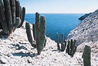 Cardonal, Isla San Pedro Mártir, photo copyright Enrique Hambleton