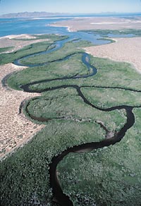 [Guerrero Negro, copyright Fulvio Eccardi.]