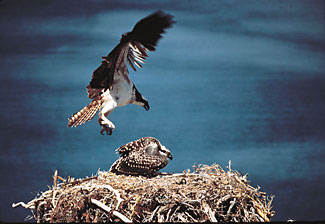 Photo of Osprey landing on  nest, copyright Pablo Cervantes