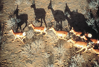 Peninsular pronghorn in golden light with long shadows, photo copyright Patricio Robles Gil