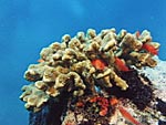 Coral with hidden hawkfish, from Ocean Oasis