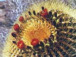 Ferocactus diguettii (Barrel Cactus) from Ocean Oasis