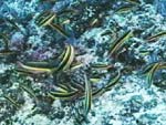 Thalassoma lucasanum (rainbow wrasse) from Ocean Oasis