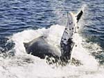 Humpback whale,  from Ocean Oasis