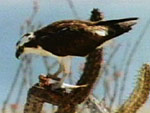 Osprey with fish on cactus, from Ocean Oasis