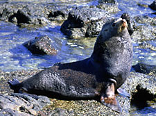 Elephant seal, photo by Jon Rebman