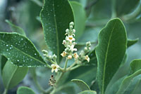 Photo of Avicennia germinans (Black Mangrove), Jon Rebman, SDNHM