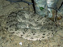 Southwestern Speckled Rattlesnake, photograph by Brad Hollingsworth, SDNHM