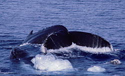 Competitive male Humpbacks, photograph copyright Pete and Gretchen Pederson