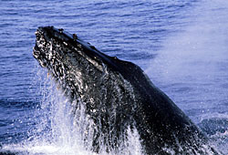 Humpback, photograph copyright Pete and Gretchen Pederson