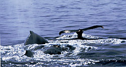 Competitive male Humpbacks, photograph copyright Pete and Gretchen Pederson