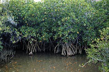 Rhizophora mangle (Red Mangrove), photo by Reid Moran, 1952, SDNHM