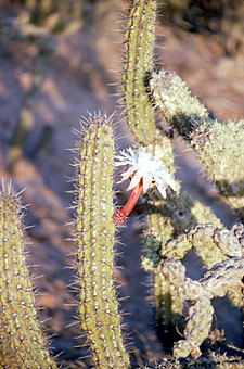 Close-up of Stenocereus gummosus, photo by Jon Rebman