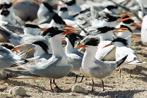 Elegant Tern colony on Isla Rasa, taken from Ocean Oasis film, © Summerhays Films 2000