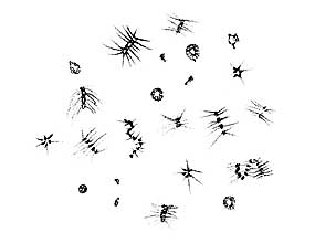 sketch of phytoplankton